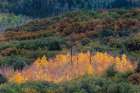 USA-Colorado-Uncompahgre National Forest Sunset on forest and yellow aspen grove Art Print